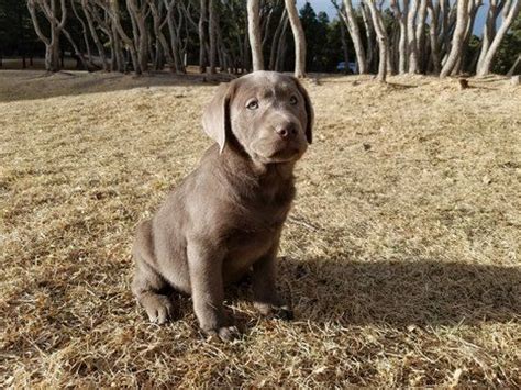 The ancestor of the modern labrador came from the canadian province of newfoundland. Litter of 7 Labrador Retriever puppies for sale in ...