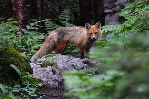 Red Fox A Red Fox On The North Slope Of Mount Adams He Ca Flickr