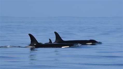 Orcas Of J Pod Havent Been Spotted In The Salish Sea For More Than 100