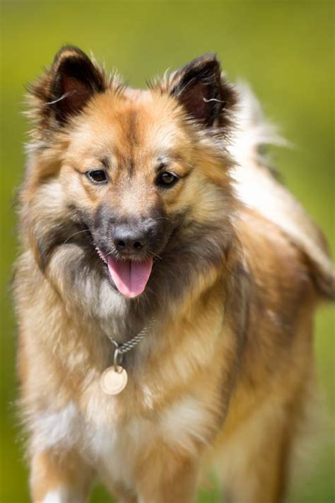 Icelandic Sheepdog Dog Breed Information