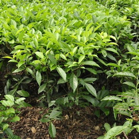 5pcs Chinese Green Tea Tree Plant Seeds Camellia Sinensis