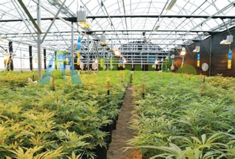 Common Problems For Cannabis Growers Huifa Greenhouse