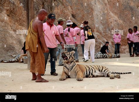 Tiger Temple At Kanchanaburi Thailand Stock Photo Alamy