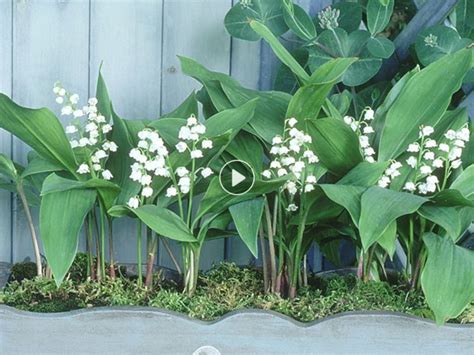 When complete, the editor compiles them into a single recording Épinglé sur Fleurs