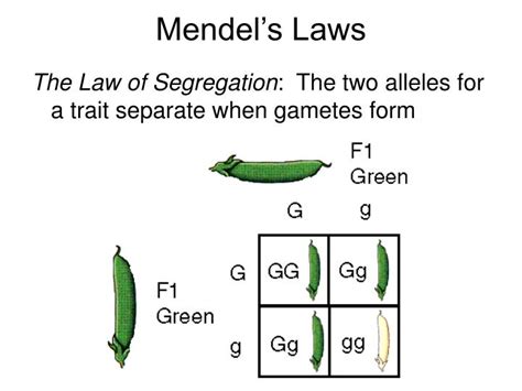Ppt Mendels Laws Powerpoint Presentation Free Download Id4736505