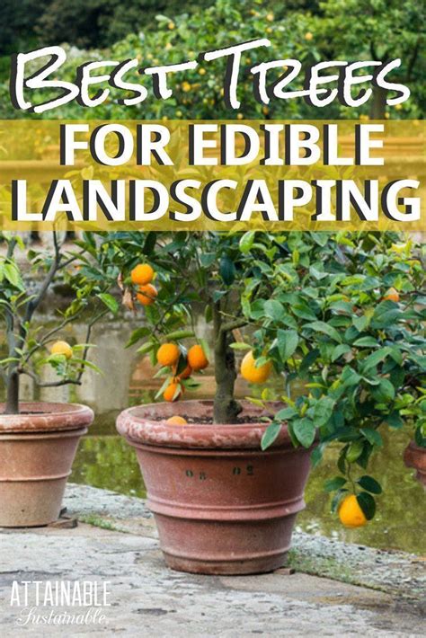 Urban Fruit An Edible Landscape Is Great For City Gardeners And
