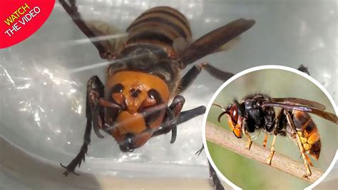 Flipboard Invasion Of Killer Asian Hornets Continues As Seventh Nest Found In Uk