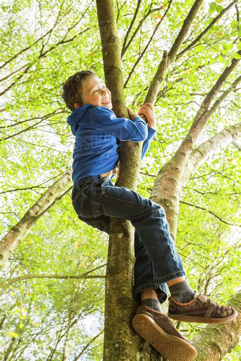 Boy 6 7 Climbing Tree Stock Photo Dissolve
