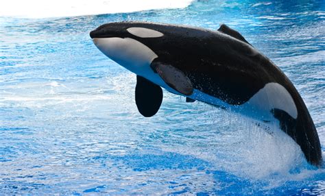 Orca Animals Whale Water Jumping Wallpapers Hd Desktop And Mobile