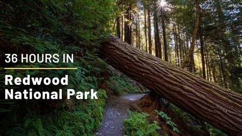 36 Hours In Redwood National Park Exploring The Best Hikes Groves And Trees Youtube