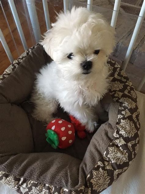 Furthermore, our breeders are usda certified and they are involved in continuous activities meant to keep all of our teacup puppies healthy, both physically and. Oh my little baby! | Teacup puppies, Maltese dogs