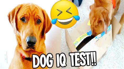 My Dog Has A Funny Intelligence Test Labrador Retriever Dog Iq Test