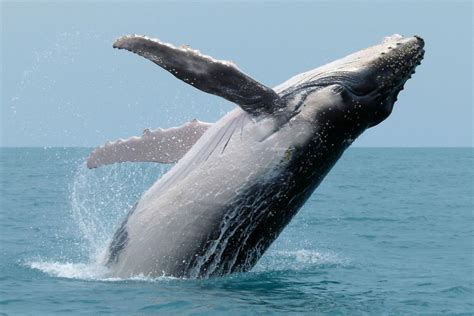 Cover The Remarkable Secrets Of Whale Watching Mauritius