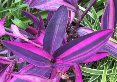 Photo Of The Leaves Of Variegated Purple Heart Tradescantia Pallida