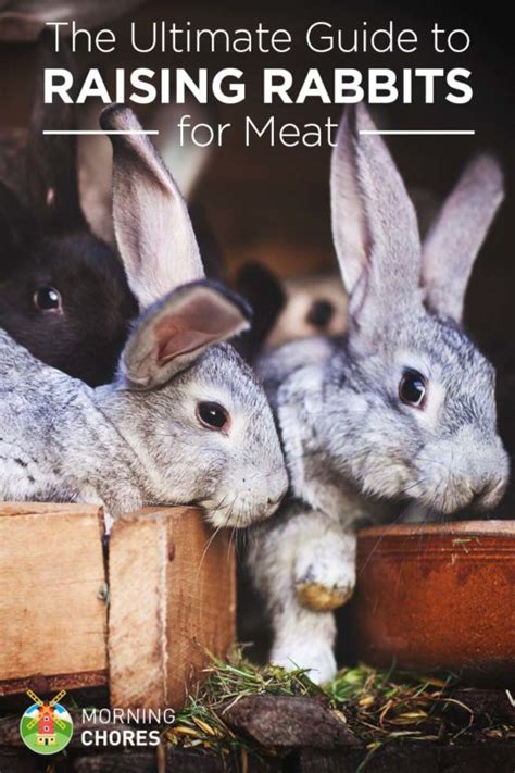 Raising And Breeding Rabbits For Meat The Ultimate Guide