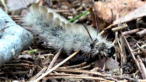 Beautiful But Venomous Caterpillar Caused Widespread Terror After