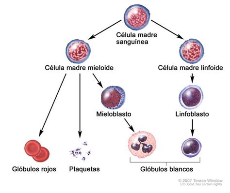 Madicina Y Salud Hematopoyesis