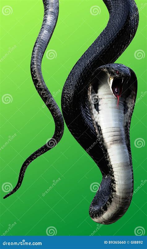 3d Le Roi Cobra Black Snake Serpent Venimeux Du S Du Monde Le Plus