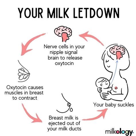 All About Oxytocin The Cuddle Chemical Released During Breastfeeding