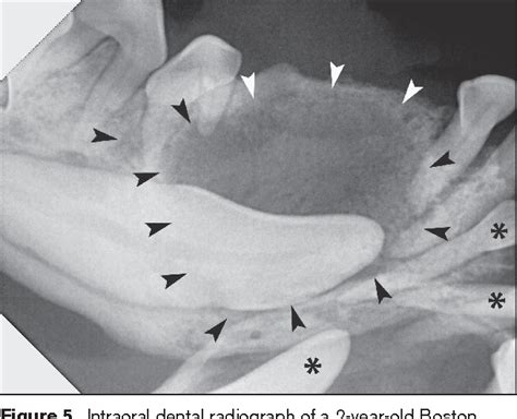 An Overview Of Dentigerous Cysts In Dogs And Cats Semantic Scholar