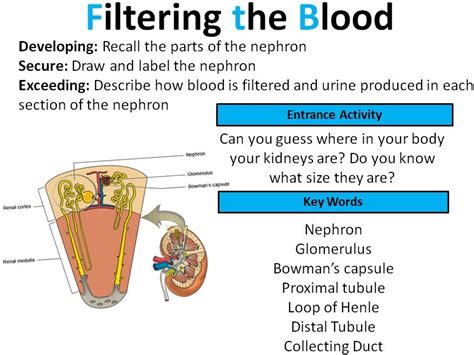 Gcse Biology Kidney And Filtering The Blood Lesson 2 Teaching Resources