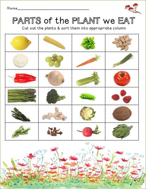 Parts Of Plants We Eat Worksheets