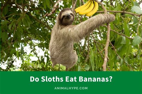 Do Sloths Eat Bananas? (Bananas on the Menu) - Animal Hype