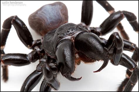 Male Eastern Mouse Spider Missulena Bradleyi Nsw Caitlin