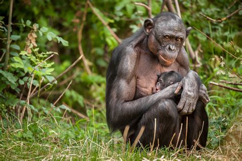 Bonobo Zoo Science
