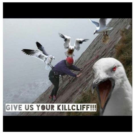 Seagull Humor Humor Pinterest