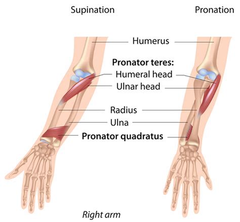 Pronator Quadratus Muscle With Right Hand Anterior View Outline Diagram