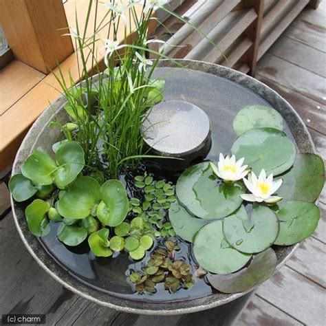 Container Pond Container Water Gardens Container Gardening Small