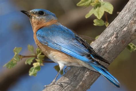 Top 15 Most Popular Bird Species In North America
