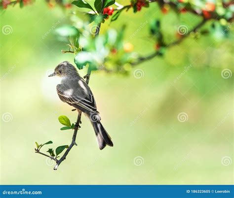 Northern Mockingbird On A Tree Branch With Red Berries Stock Image