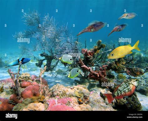 Underwater Sea Life With Tropical Fish And Caribbean Reef Squids In A