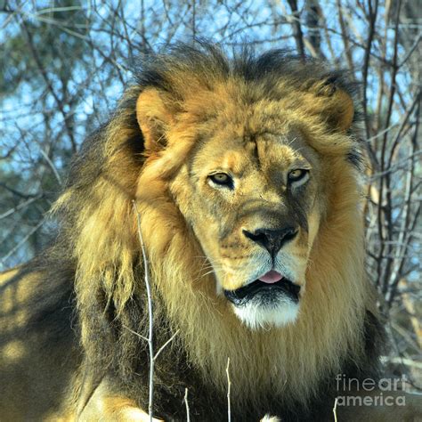 Majestic Lion 2 Photograph By Chey Waugh