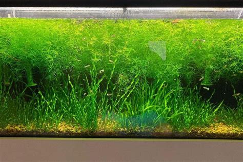 Guppy Grass Care Guide Planting Growing And Propagation