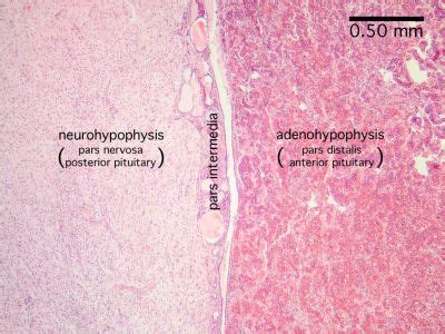 Pituitary Histology Pituitary Gland Labels Histology Slide