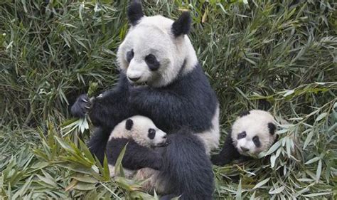 Wild Giant Pandas On Comeback Trail In China Nature