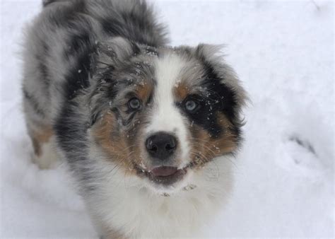 Australian Shepherd Puppy Playing In Snow Hi Res 720p Hd