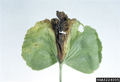 This study examined infection of lisianthus plants by b. gray mold (Botrytis cinerea ) on zonal geranium ...