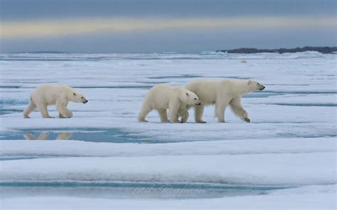 Female Polar Bear With Twin Cubs Walking On The Melting Ice Along