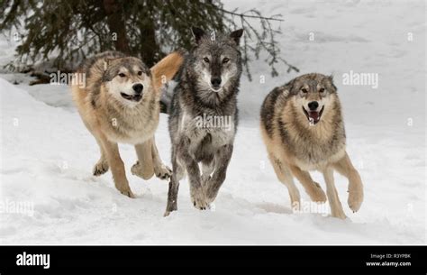 Gray Wolf Or Timber Wolf Pack Behavior In Winter Captive Canis