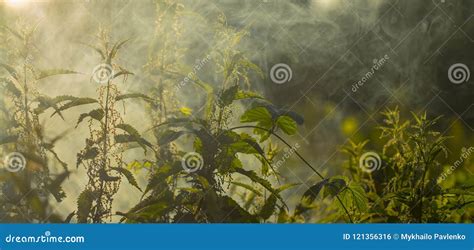 High Grass On A Summer Green Meadow Filled With Light Stock Photo