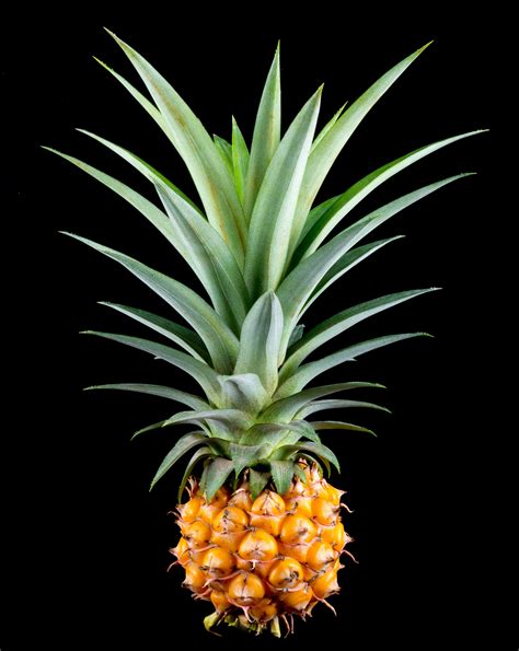Pineapple Small Pineapple Fruit Tropical Delicious 4k Phone Hd Wallpaper