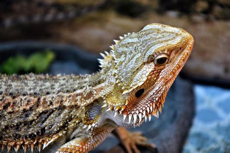 10 Fun Facts About Bearded Dragons | HealthyPets Blog