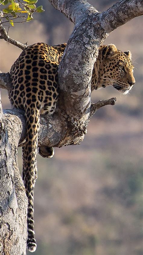 Jaguar On The Tree Animal Big Cat Nature Sitting Wild Wild Animal