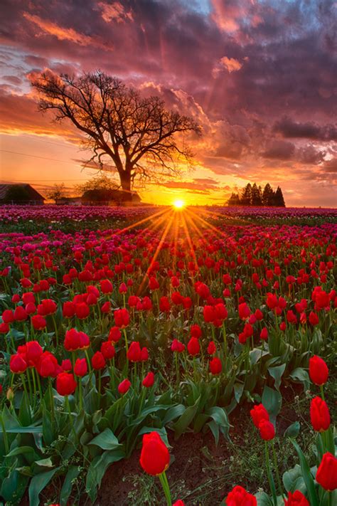 Sunset At Wooden Shoe Tulip Farm Woodburn Oregon By