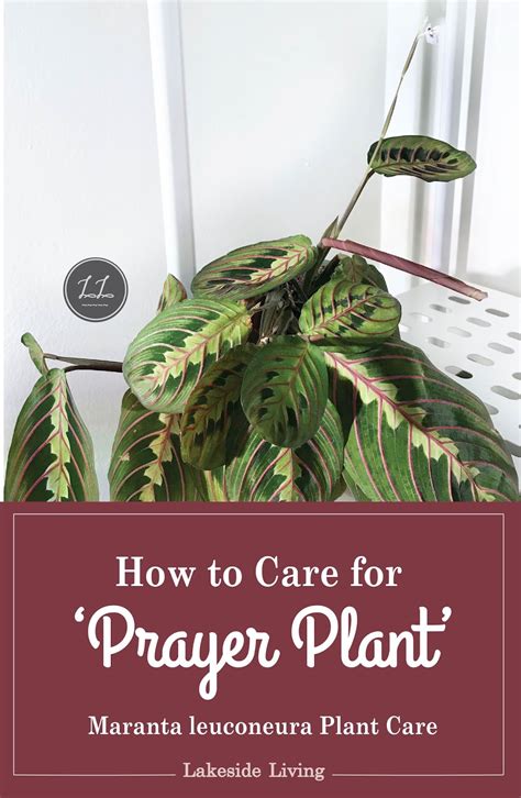 I have been propagating a lemon lime maranta plant in water since mid october and now it is ready to be. How to Grow a Happy Prayer Plant