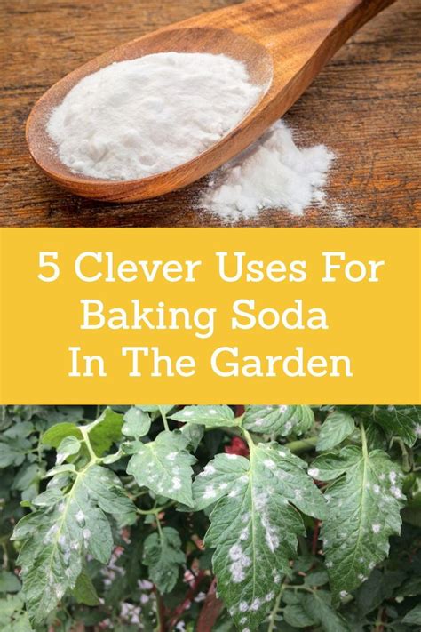 5 Clever Uses For Baking Soda In The Garden Baking Soda Baking Soda